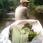 transport leaves