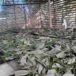 Drying leaves