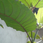 Red Borneo