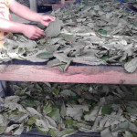 selecting dried leaves