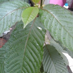 Young tree to plant